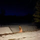 kara lis coverdale - from where you came